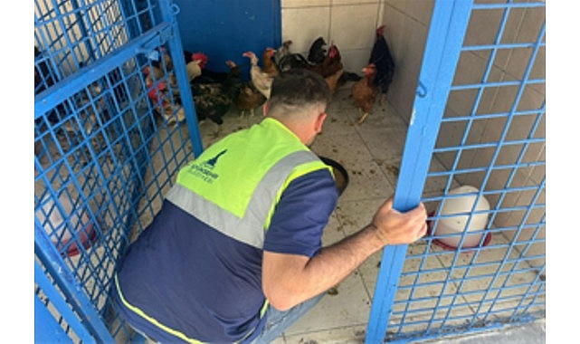 İzmir&rsquo;deki yangından kurtarılan tavuklarına kavuştu