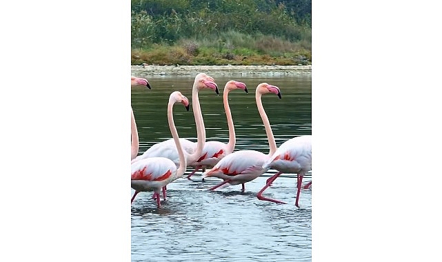 İzmit K&ouml;rfezi'nde pembe flamingoların dansı
