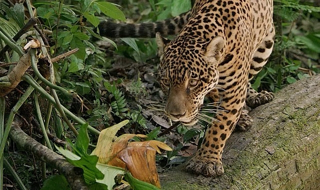 Jaguar: Guyana&rsquo;nın Orman Ustası&rsquo;, 3 Mayıs Cumartesi G&uuml;n&uuml; 20.00&rsquo;de National Geographic WILD Ekranlarında!