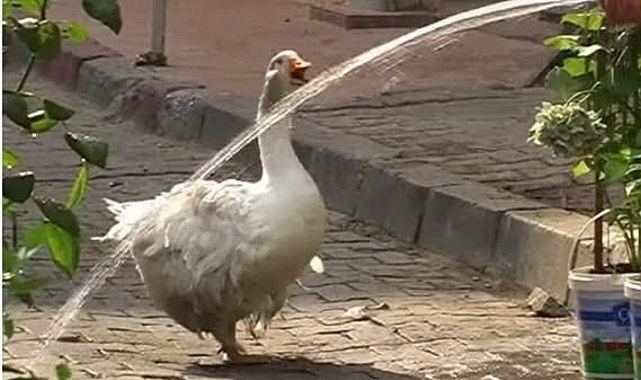 Kadık&ouml;y&rsquo;&uuml;n Maskotu Rodi Yeniden &Ccedil;arşı&rsquo;da