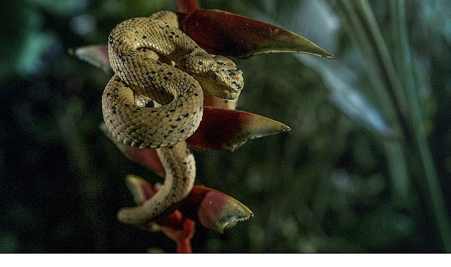 &lsquo;Karanlık &Ccedil;&ouml;k&uuml;nce &Ouml;zel&rsquo;,   4 Ocak Pazar 20.00&rsquo;de   National Geographic WILD Ekranlarında!