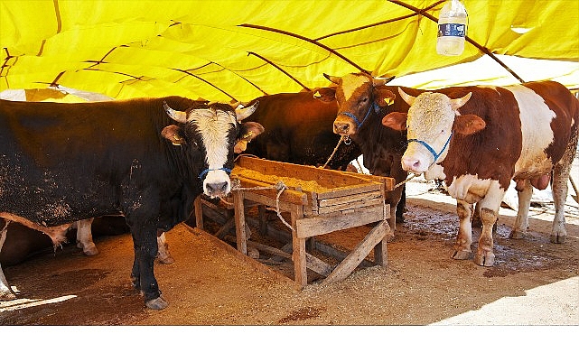 Ke&ccedil;i&ouml;ren&rsquo;de Kurban Satış Alanı Başvuruları Başlıyor