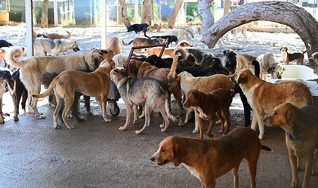 Kemer Belediyesi &ldquo;Can dostlarının yanında&rdquo;