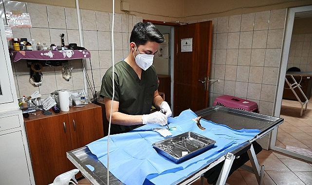 Kemer&rsquo;de 227 sokak hayvanı kısırlaştırıldı