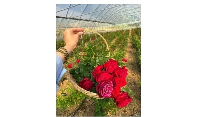 Kocaeli&rsquo;nin ilk g&uuml;l serası kadın elinden