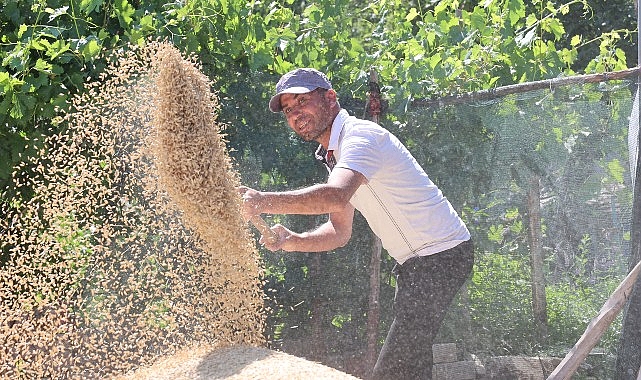Korkuteli Yeşiloba Yaylası&rsquo;nda buğday hasadı başladı
