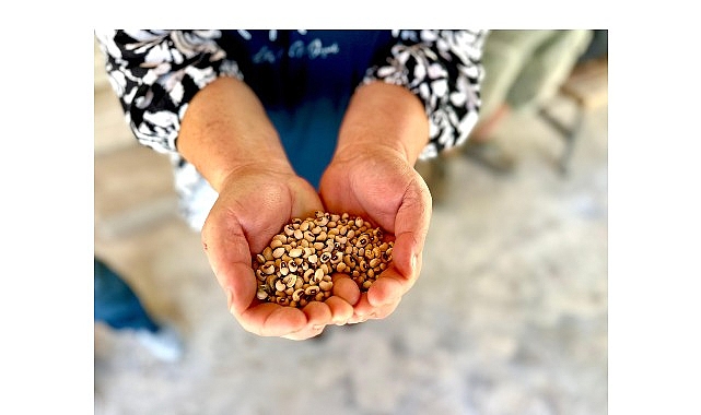 K&ouml;yl&uuml;n&uuml;n toprağına, Urla&rsquo;nın b&ouml;r&uuml;lcesine sahip &ccedil;ıkıyoruz