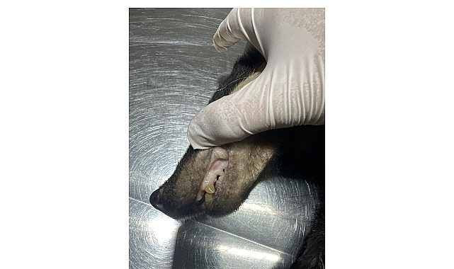 Kuzdere&rsquo;de bulunan porsuk tedavi altına alındı
