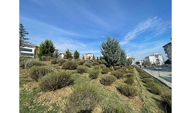 Malkara&rsquo;da Daha Yeşil Bir Kent İ&ccedil;in Lavanta Fidanı Ekimi Başladı