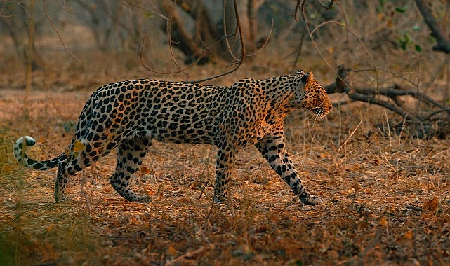 &lsquo;Mashatu: Leoparların Krallığı&rsquo;,   8 Şubat Pazar Saat 20.00&rsquo;de   National Geographic WILD Ekranlarında!