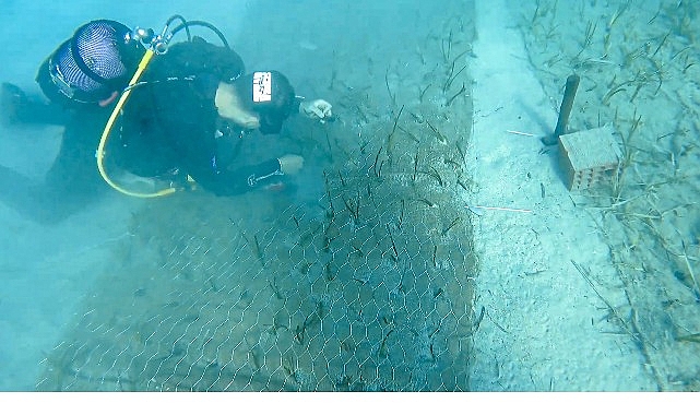 Mavi Nefes Projesi&rsquo;nden T&uuml;rkiye&rsquo;de Bir İlk: G&ouml;cek&rsquo;te 2.000 Yaşında Deniz &Ccedil;ayırı Keşfedildi