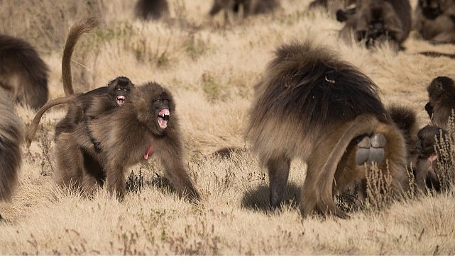 &lsquo;Maymun Savaşları&rsquo;, 28 Eyl&uuml;l Pazar 20.00&rsquo;de National Geographic WILD Ekranlarında!