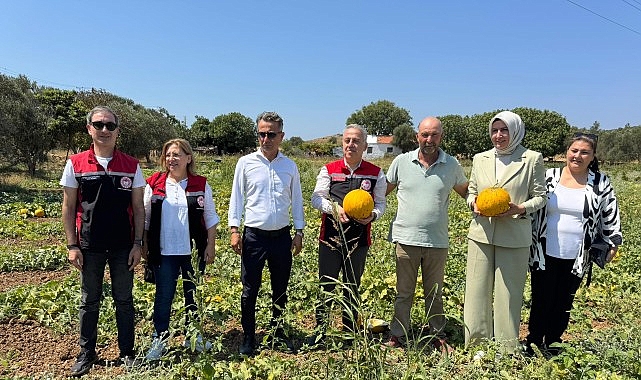 Meşhur &Ccedil;eşme Kavununda Hasat Zamanı