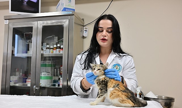 Minik Patiler Kliniği&rsquo;nde Kısırlaştırılan Kedi Sayısı 3 Bini Ge&ccedil;ti