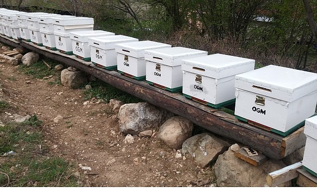 OGM: Odun dışı orman &uuml;r&uuml;nlerinden ekonomiye 12 milyar TL katkı