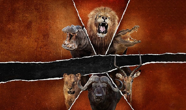 &lsquo;&Ouml;l&uuml;mc&uuml;l Safari: B&uuml;y&uuml;k Kedilerin Savaşı&rsquo;,   15 Şubat Pazar Saat 20.00&rsquo;de   National Geographic WILD Ekranlarında!