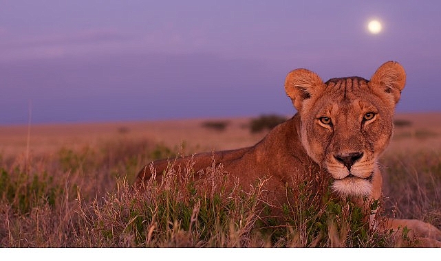&lsquo;&Ouml;l&uuml;mc&uuml;l Safari&rsquo;, Serinin Devam B&ouml;l&uuml;mleriyle 7 Eyl&uuml;l&rsquo;den İtibaren Pazar G&uuml;nleri 20.00&rsquo;de National Geographic WILD Ekranlarında!