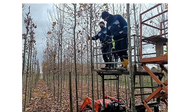 On binlerce bitki B&uuml;y&uuml;kşehir fidanlığında yetişiyor