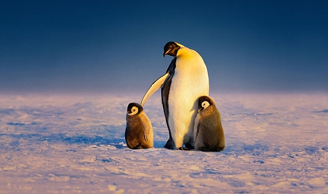 &lsquo;Penguenlerin Gizemli D&uuml;nyası&rsquo; Art Arda 3 B&ouml;l&uuml;m&uuml;yle 22 Nisan Salı G&uuml;n&uuml; 20.00&rsquo;de National Geographic WILD Ekranlarına Geliyor