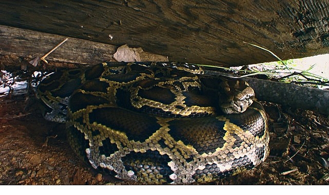 &lsquo;Piton İstilası&rsquo;, 19 Ekim Pazar 20.00&rsquo;de National Geographic WILD Ekranlarında!