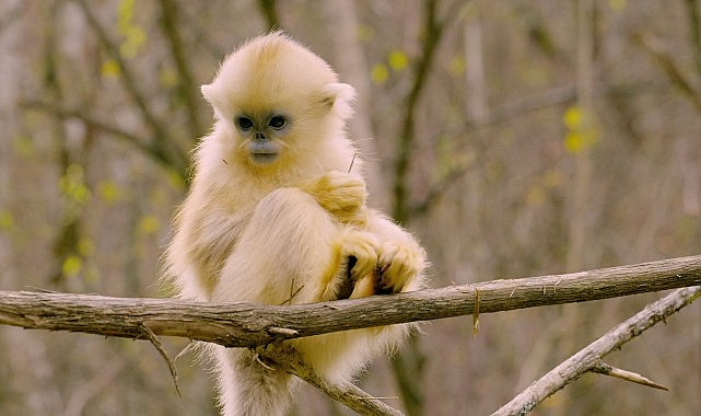 &lsquo;Primatlar D&uuml;nyası&rsquo;, 28 Eyl&uuml;l Pazar 21.00&rsquo;de National Geographic WILD Ekranlarında!