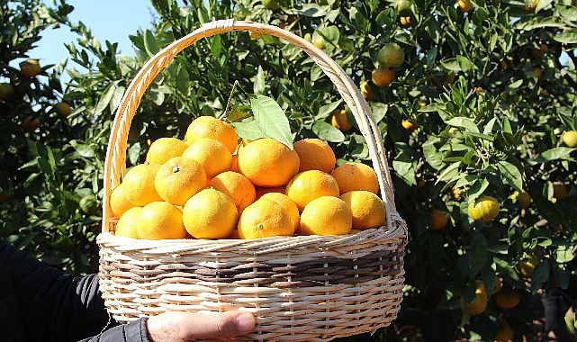Satsuma mandalinanın ihracat yolculuğu 17 Ekim&rsquo;de başlıyor