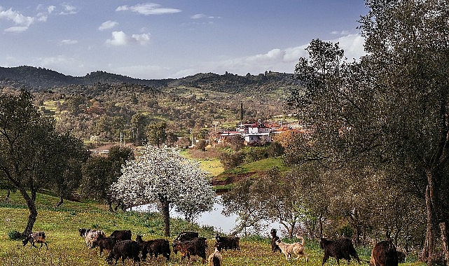 Seferihisar Orhanlı K&ouml;y&uuml;&rsquo;nde Zeytin Hasadı Festivaline davetlisiniz.