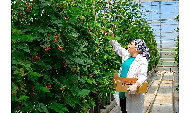 Seralarda sel felaketine   Elara Tarım&rsquo;dan diren&ccedil;li &ccedil;&ouml;z&uuml;m