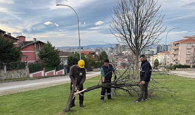 Şiddetli Lodosun Devirdiği Ağa&ccedil;lara Osmangazi Belediyesi&rsquo;nden Anında M&uuml;dahale&nbsp;