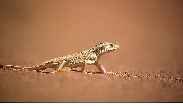 &lsquo;Sıra Dışı Canlılar &Ouml;zel&rsquo;,   11 Ocak Pazar 20.00&rsquo;de   National Geographic WILD Ekranlarında İzleyicilerle Buluşuyor!