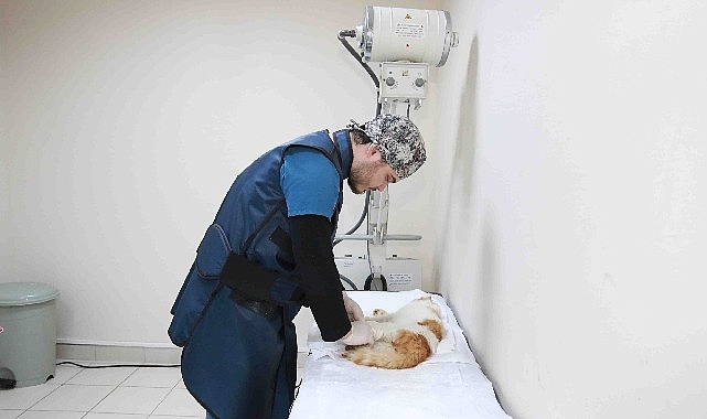 Sokak hayvanlarına B&uuml;y&uuml;kşehir şefkati