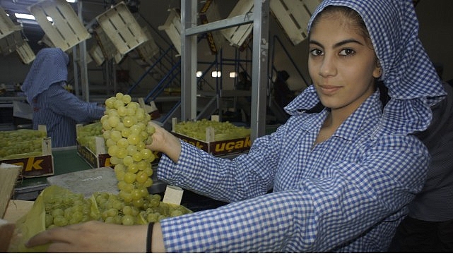 Superior Seedless &ccedil;eşidi sofralık &uuml;z&uuml;m&uuml;n ihracat yolculuğu 16 Temmuz&rsquo;da başladı