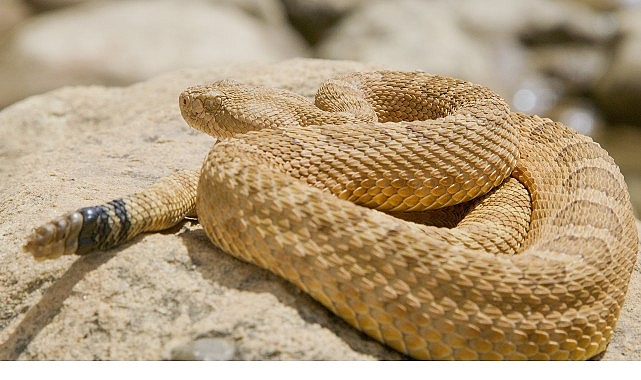 &lsquo;S&uuml;r&uuml;ngenler Gezegeni&rsquo;, 12 Ekim Pazar 20.00&rsquo;de National Geographic WILD Ekranlarında!