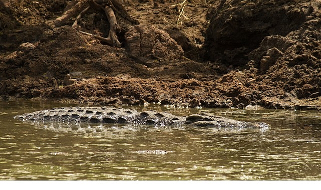&lsquo;Timsah Savaşları: Grumeti ve Mara&rsquo;, 26 Ekim Pazar 20.00&rsquo;de National Geographic WILD Ekranlarında!