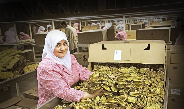 T&uuml;t&uuml;n sekt&ouml;r&uuml; 7 yıl sonra ihracatta 1 milyar dolar sınırını aştı