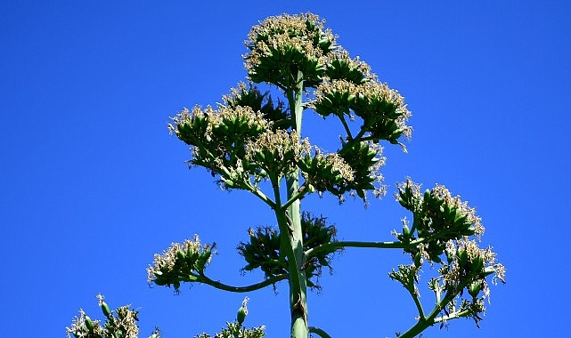 UNESCO Listesindeki Agave Bitkisi Beylikd&uuml;z&uuml;&rsquo;nde &Ccedil;i&ccedil;ek A&ccedil;tı