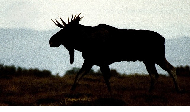&lsquo;Vahşi Kışla Yarış&rsquo;,   28 Aralık Pazar 20.00&rsquo;de   National Geographic WILD Ekranlarında!