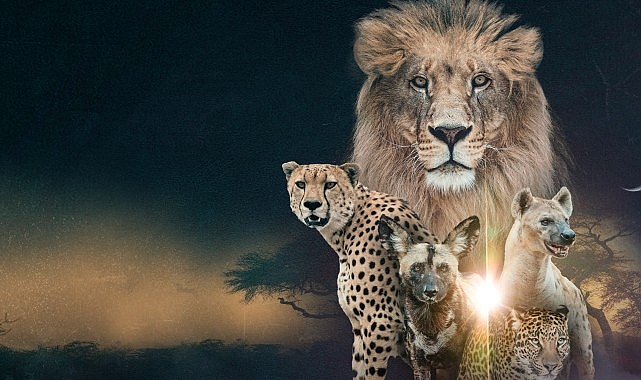 &lsquo;Vahşi Krallık: Klanların Savaşı&rsquo;,   22 Şubat Pazar Saat 20.00&rsquo;de İki B&ouml;l&uuml;m Art Arda  National Geographic WILD Ekranlarında!