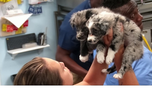 &lsquo;Veteriner Dostlar: K&ouml;pekler &Ouml;zel&rsquo;, 18 Ekim Cumartesi 20.00&rsquo;de National Geographic WILD Ekranlarında!