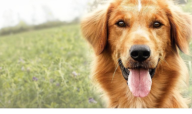 Yapı Kredi bomontiada TV+ A&ccedil;ık Havada Sinema g&ouml;sterimleri &ldquo;A Dog&rsquo;s Purpose&rdquo; ile yaza veda ediyor