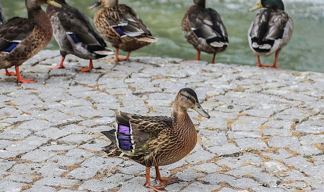 Yaralı Yavru &Ouml;rdek Kuğulu Park Ailesine Katıldı