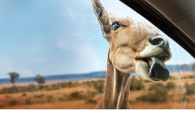 Yeni Seri &lsquo;Vahşi T&uuml;rden Yakınlaşmalar&rsquo;,   3 Eyl&uuml;l &Ccedil;arşamba 20.00&rsquo;de İki B&ouml;l&uuml;m&uuml;yle   National Geographic WILD Ekranlarında İzleyicilerle Buluşuyor!