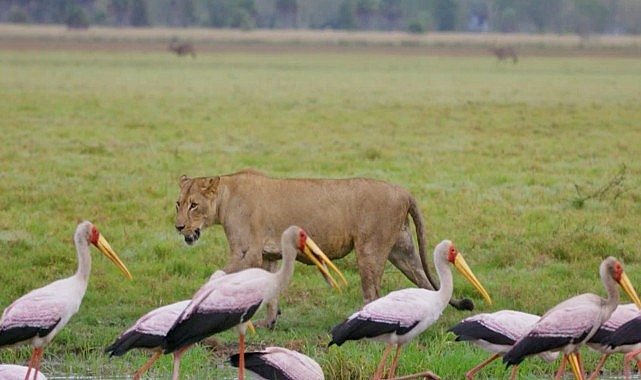 &lsquo;Yırtıcıların Geri D&ouml;n&uuml;ş&uuml;&rsquo;   27 Nisan Pazar G&uuml;n&uuml; 20.00&rsquo;de   National Geographic WILD Ekranlarında!