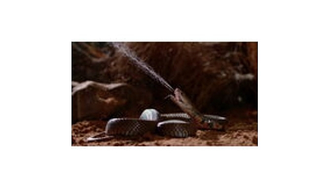 &lsquo;Zehir Dosyaları: Yılan Isırığının Anatomisi&rsquo;,   29 Mart Pazar 20.00&rsquo;de   National Geographic WILD Ekranlarında!