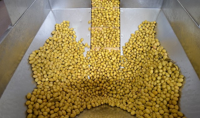 Zeytin ve zeytinyağı sekt&ouml;r&uuml;nde g&uuml;&ccedil;ler URGE Projesi&rsquo;nde birleştirilecek